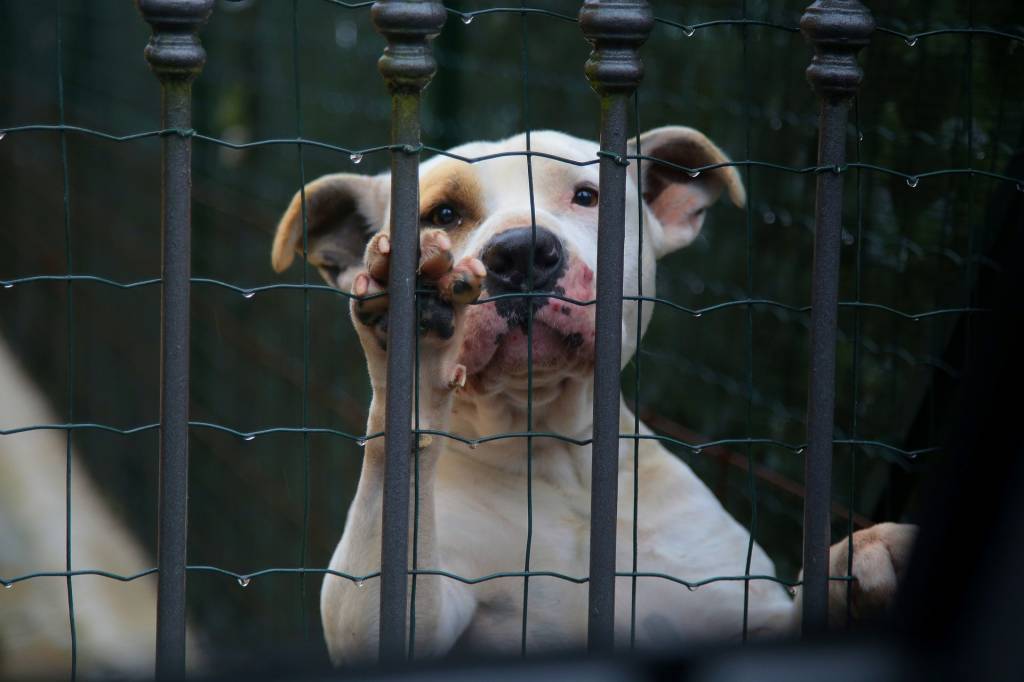 ONGs pedem à Justiça proibição da venda de animais na OLX e Mercado Livre