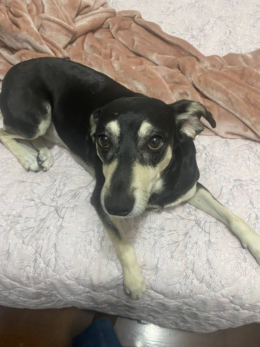 Família busca cadela que fugiu de petshop na Zona Sul da capital