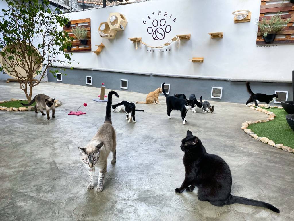 Gateria Cat Café Quintal com piso de concreto com vários gatos no chão.