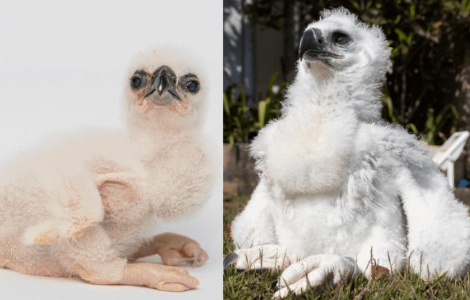 Confira evolução de “bebê harpia” no Zoológico de São Paulo