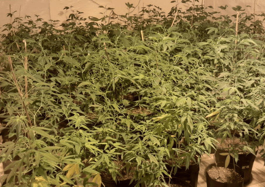 Polícia Civil desmonta laboratório de K9 no Guarujá