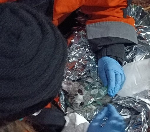 Gatinho é resgatado durante incêndio na Av. São Luís, no Centro