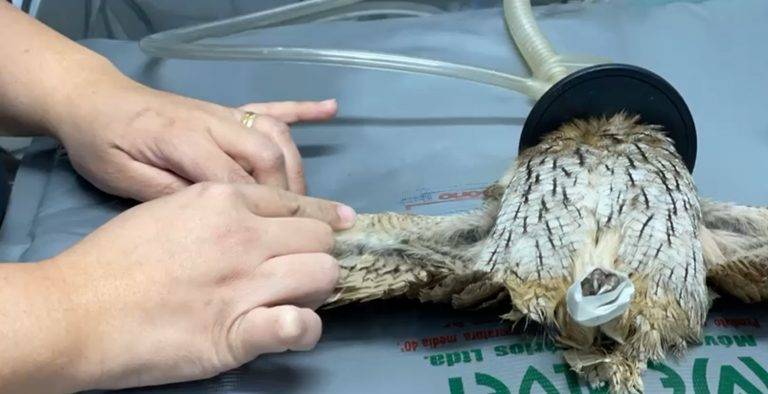 Estado socorreu 68 animais feridos por linha de pipa no primeiro semestre