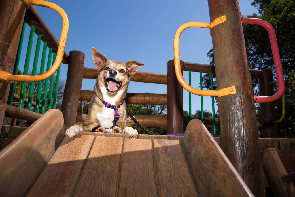 Mel, Nina e Thor são nomes prediletos de paulistanos para cães