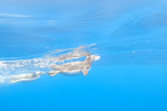 pinguisArgonauta Pinguins-de-Magalhães foram soltos em alto mar
