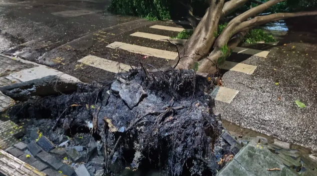 Temporal no feriado provoca quedas de árvores e falta de energia