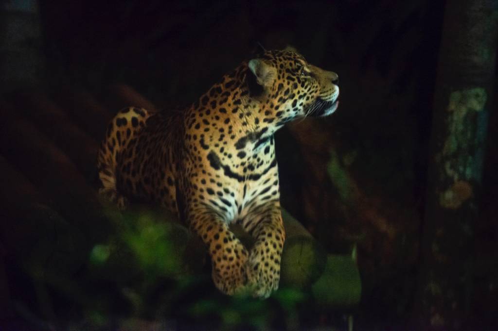 Animal Friday: Zoológico de SP oferece ingressos com quase 50% de desconto