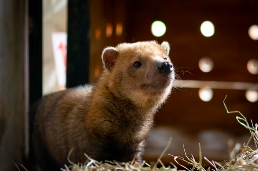 Cachorro-vinagre viaja de avião para encontrar namorada em SP