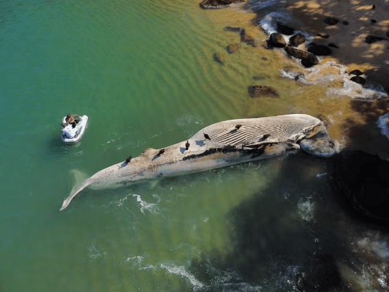 Duas baleias são encontradas mortas no litoral norte