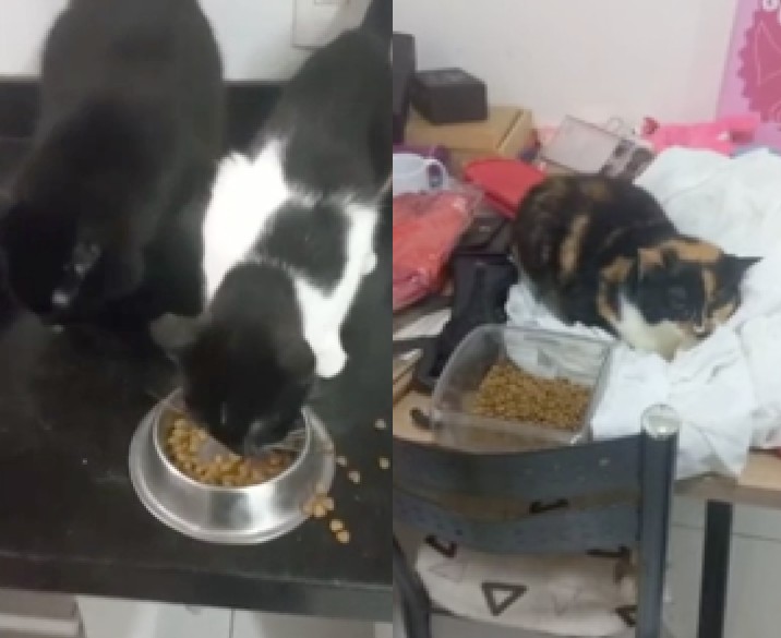 Bruna Surfistinha é indiciada por maus-tratos a animais