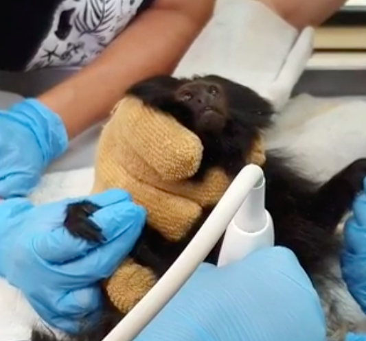 Espécie ameaçada, mico-leão-preto espera filhotes no interior de SP