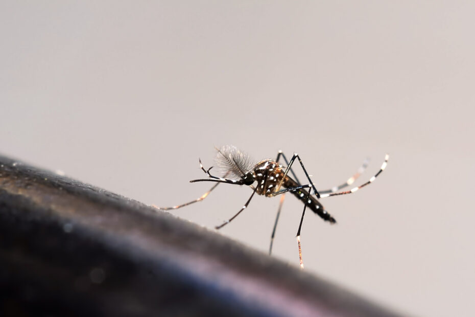 Brasil tem quase 4 milhões de casos prováveis de dengue