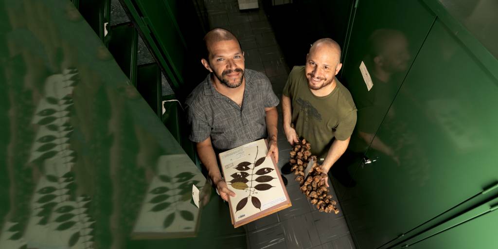 Pesquisadores descobrem nova espécie de árvore nativa de São Paulo
