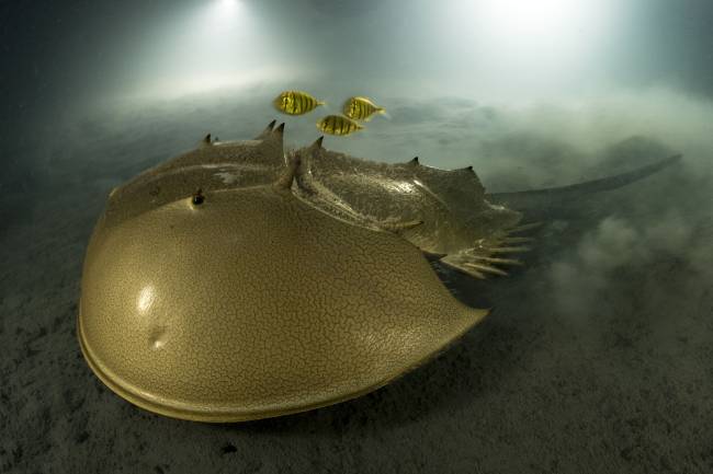 © Laurent Ballesta, Wildlife Photographer of the Year the-golden-horseshoe-laurente-ballesta