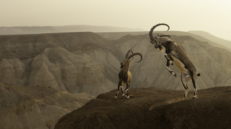 life-on-the-edge-amit-eshel