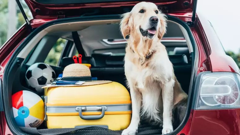 cachorro-transporte-pets