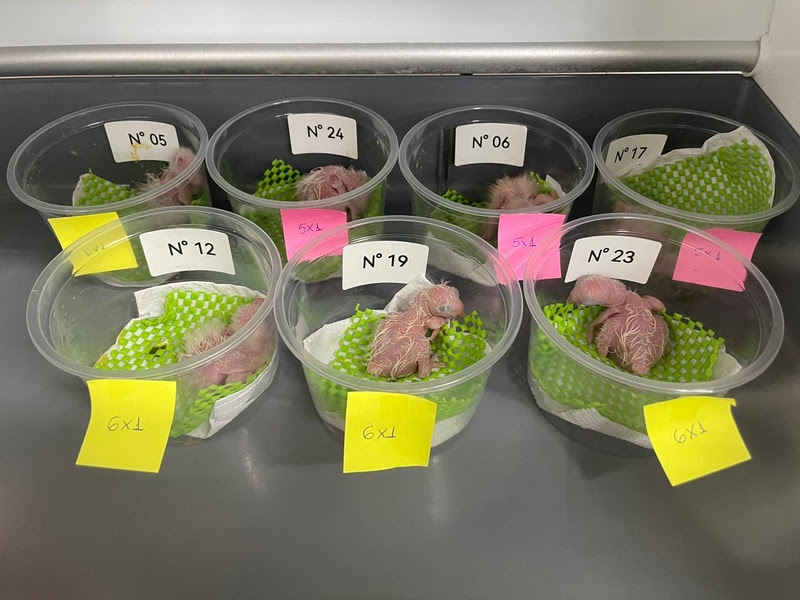 O que aconteceu com os filhotes de araras resgatados do tráfico em Guarulhos