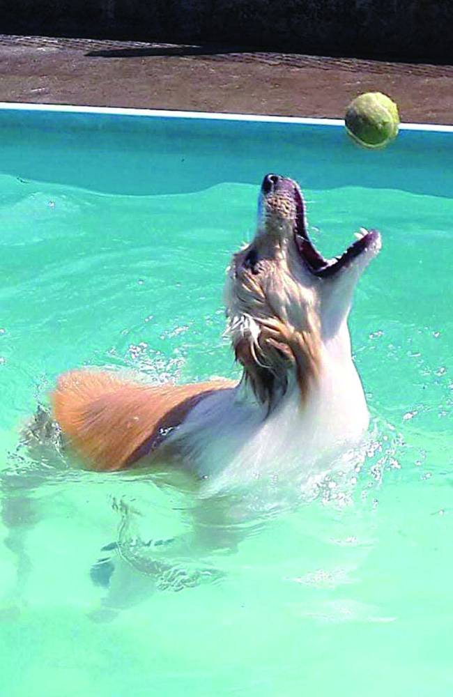 WhatsApp Image 2024-12-18 at 17.31.56 Cachorro-brinca-em-piscina-do-hotel-Luke-Dog-Walker