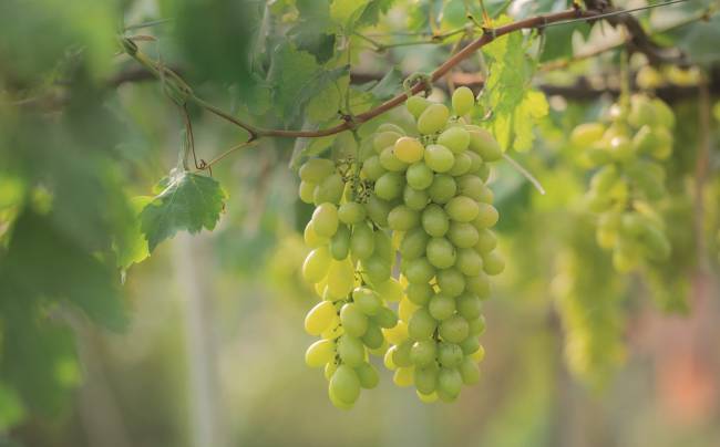 Saiba tudo sobre a chardonnay, a rainha das uvas brancas