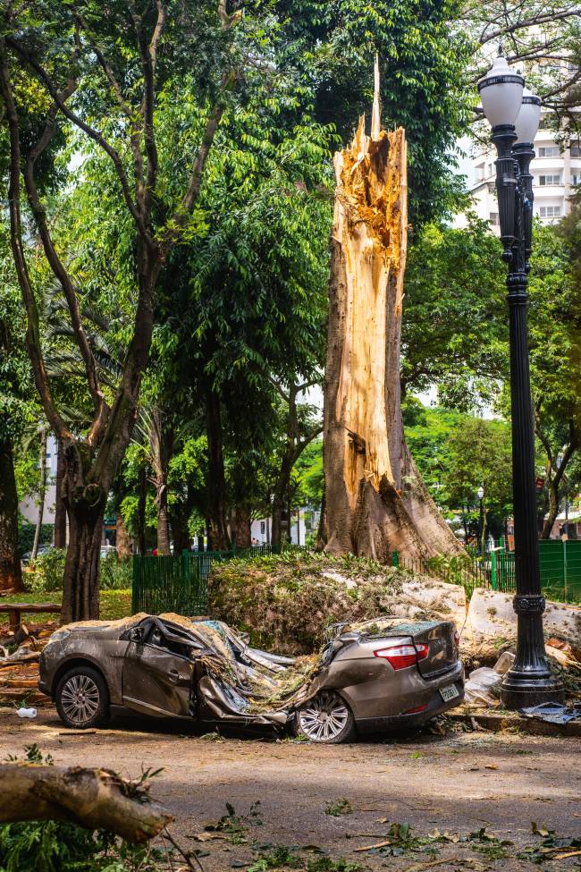 Queda do chichá do Arouche alerta sobre preservação de árvores centenárias em São Paulo