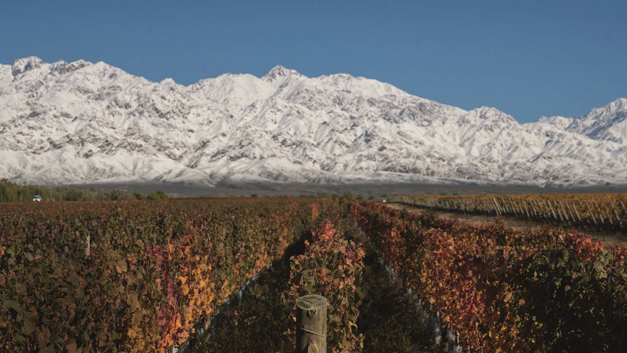 Paisagem com videiras de uvas