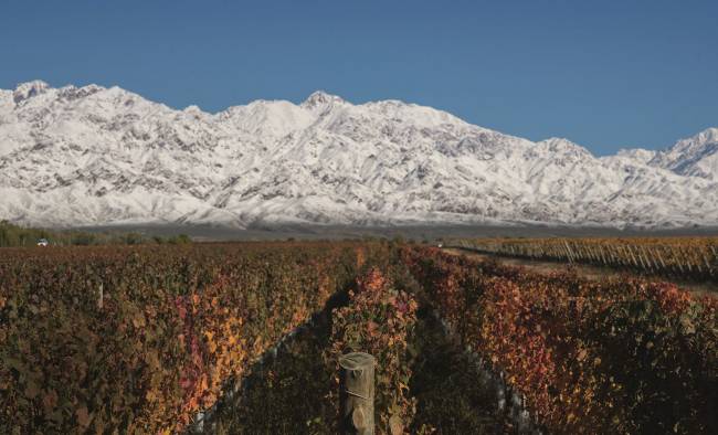 Descubra o que é um vinho de terroir