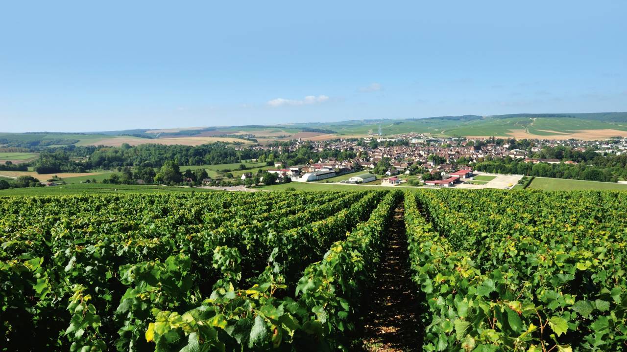 Chablis - Borgonha - Vinhedo - Vinhos
