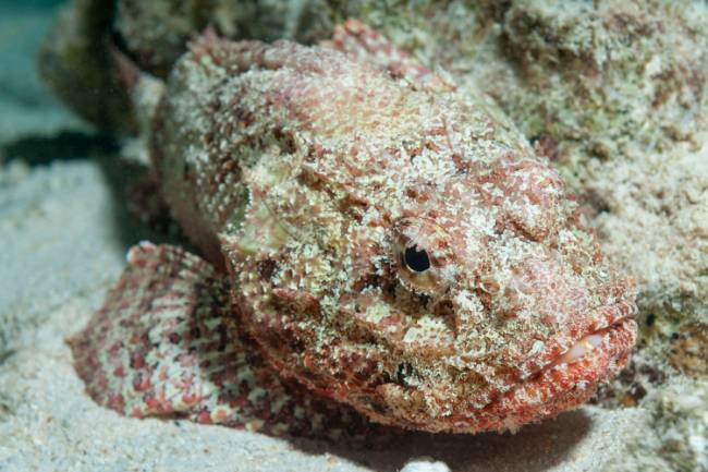 Peixe escorpião