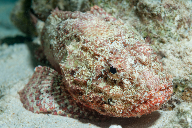 Peixe escorpião