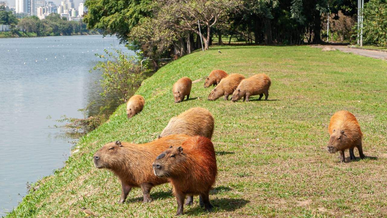 Capivaras podem ser vistas em diversos lugares em São Paulo