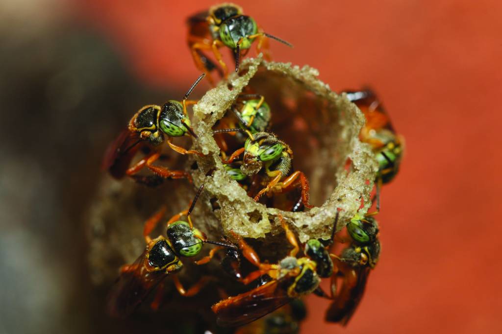 Pesquisa pioneira desenvolve ração para espécie de abelha nativa em risco