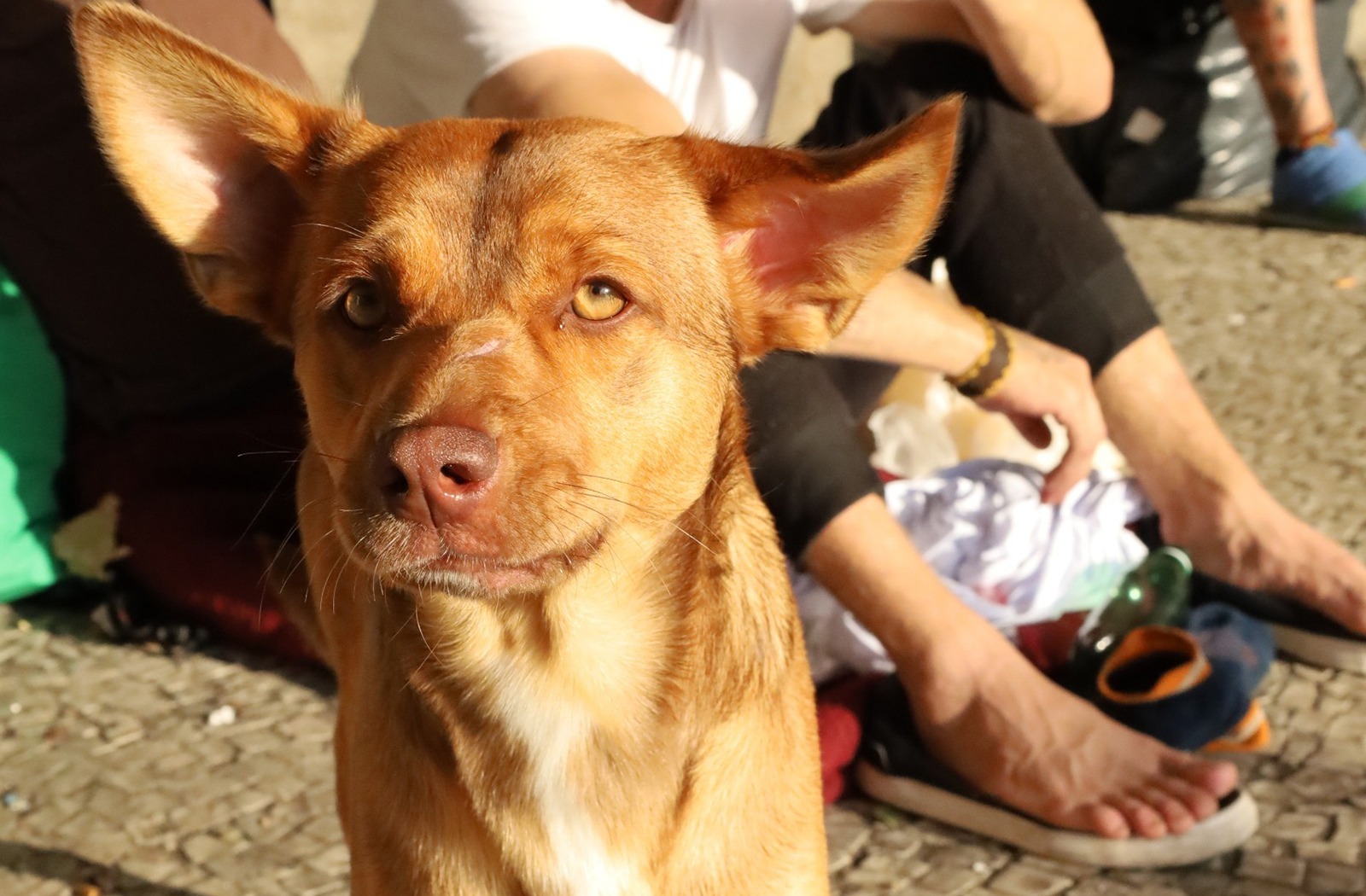 Campanha do Agasalho Pet arrecada roupas e cobertores para animais de rua