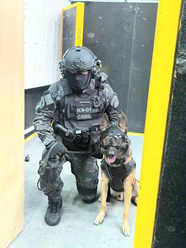 Coyote chegou filhote ao canil da PM de SP