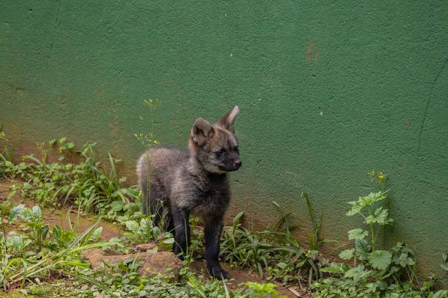 filhote-de-lobo-guará
