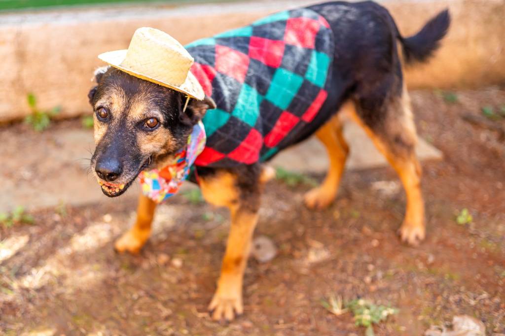 “Arraiá Pet” promove adoção com atividades típicas de festa junina no sábado (19)
