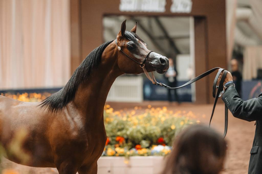 Global Champions Arabians Tour realiza primeira edição no Brasil