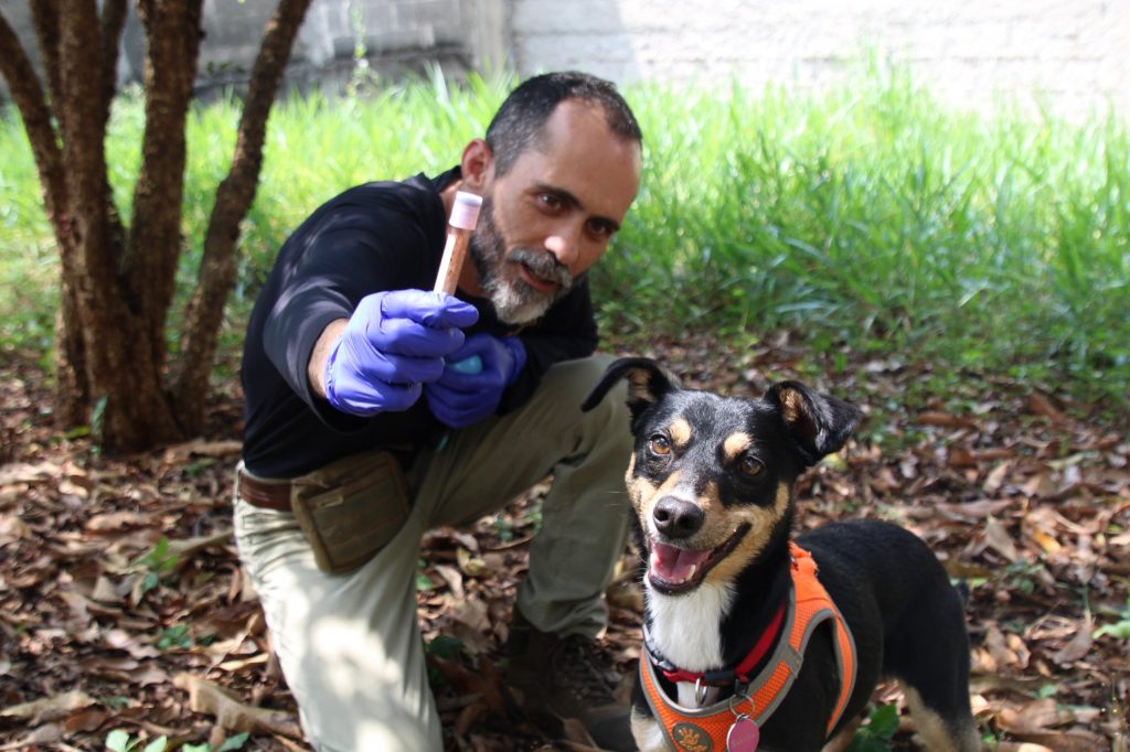 Vira-lata resgatada por policial se torna cão perito de SP