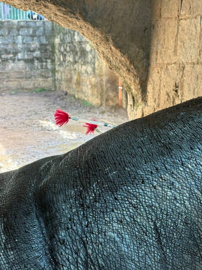 Dardos anestésicos utilizados em Dinho