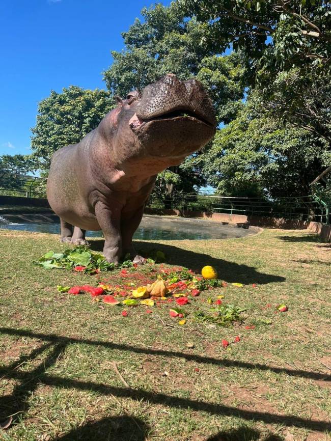 O biólogo relata que a recuperação de Toiço foi rápida: “no dia seguinte ele já estava se alimentando normalmente”