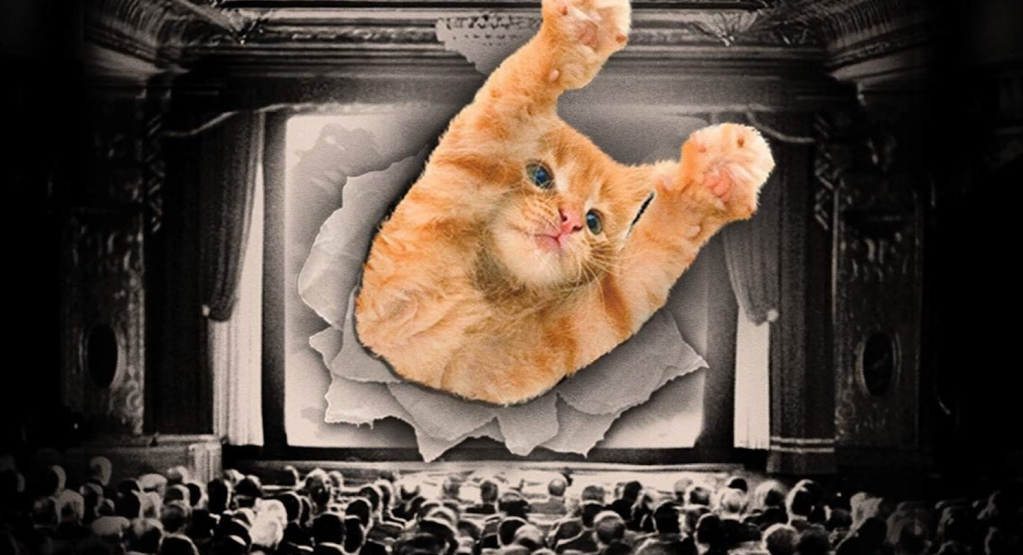 SP recebe 1º GatoFest, festival com vídeos de gatos, DJs e cinema