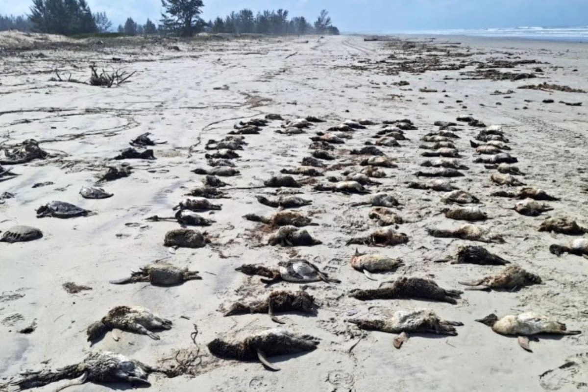 Encalhe em massa: litoral de SP registra morte de mais de 800 pinguins