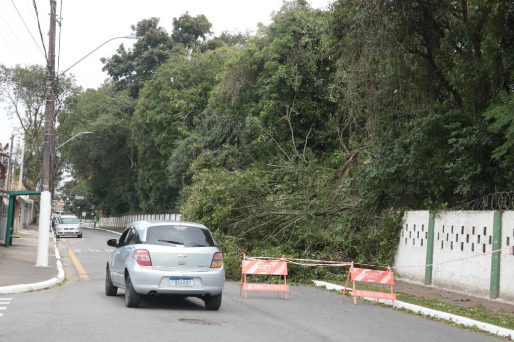 Santos registra vendaval intenso com queda de árvores
