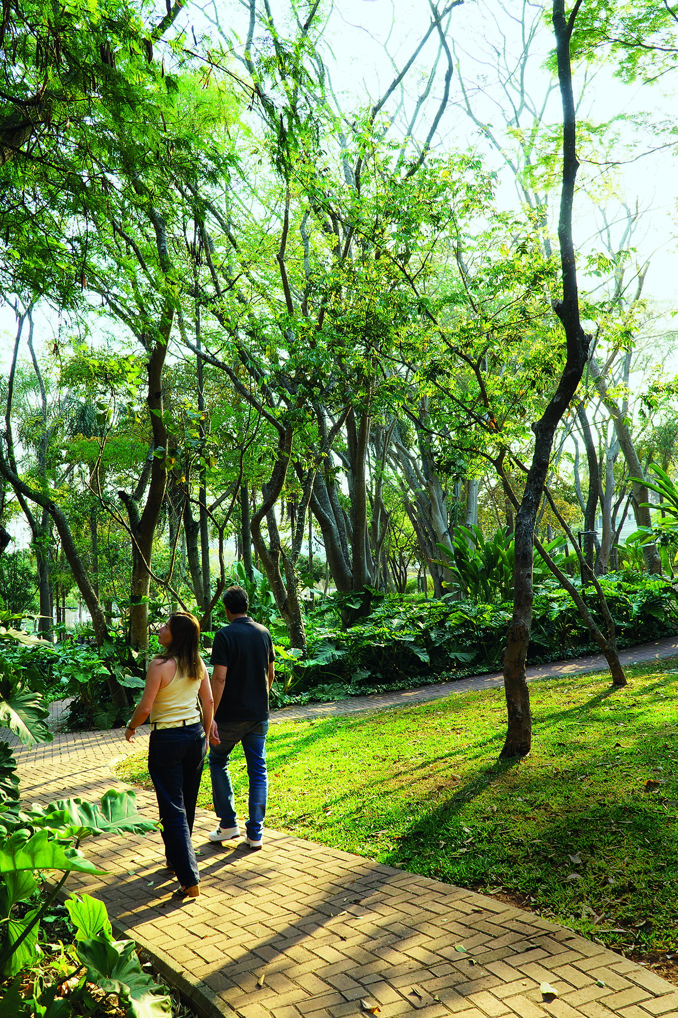 Bosque no condom&iacute;nio de Alphaville