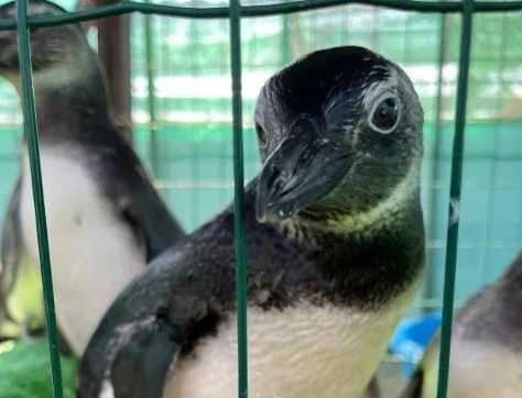 Após tratamentos com acupuntura e cannabis, pinguins chegam ao Aquário de SP