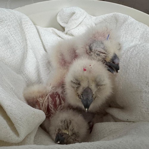 Filhotes de coruja do Zoo SP