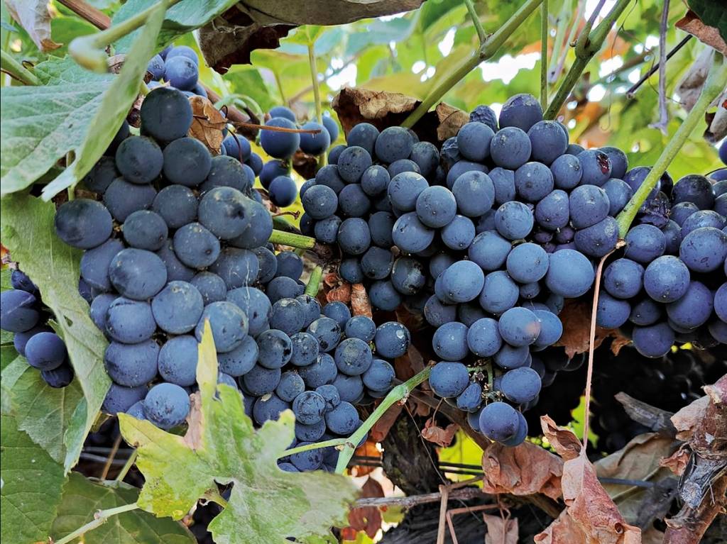 Touriga nacional: saiba mais sobre a casta símbolo de Portugal