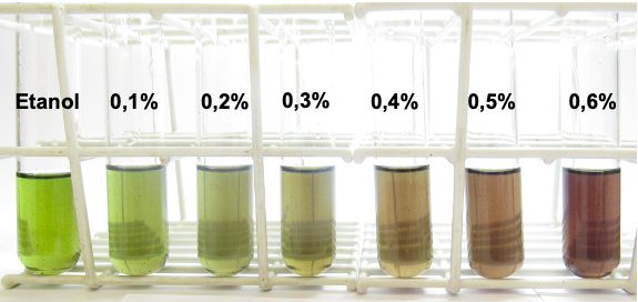 Amostras de etanol vão se tornando cada vez mais escuras conforme a quantidade de metanol aumenta