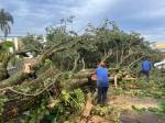 Assis teve queda de árvores