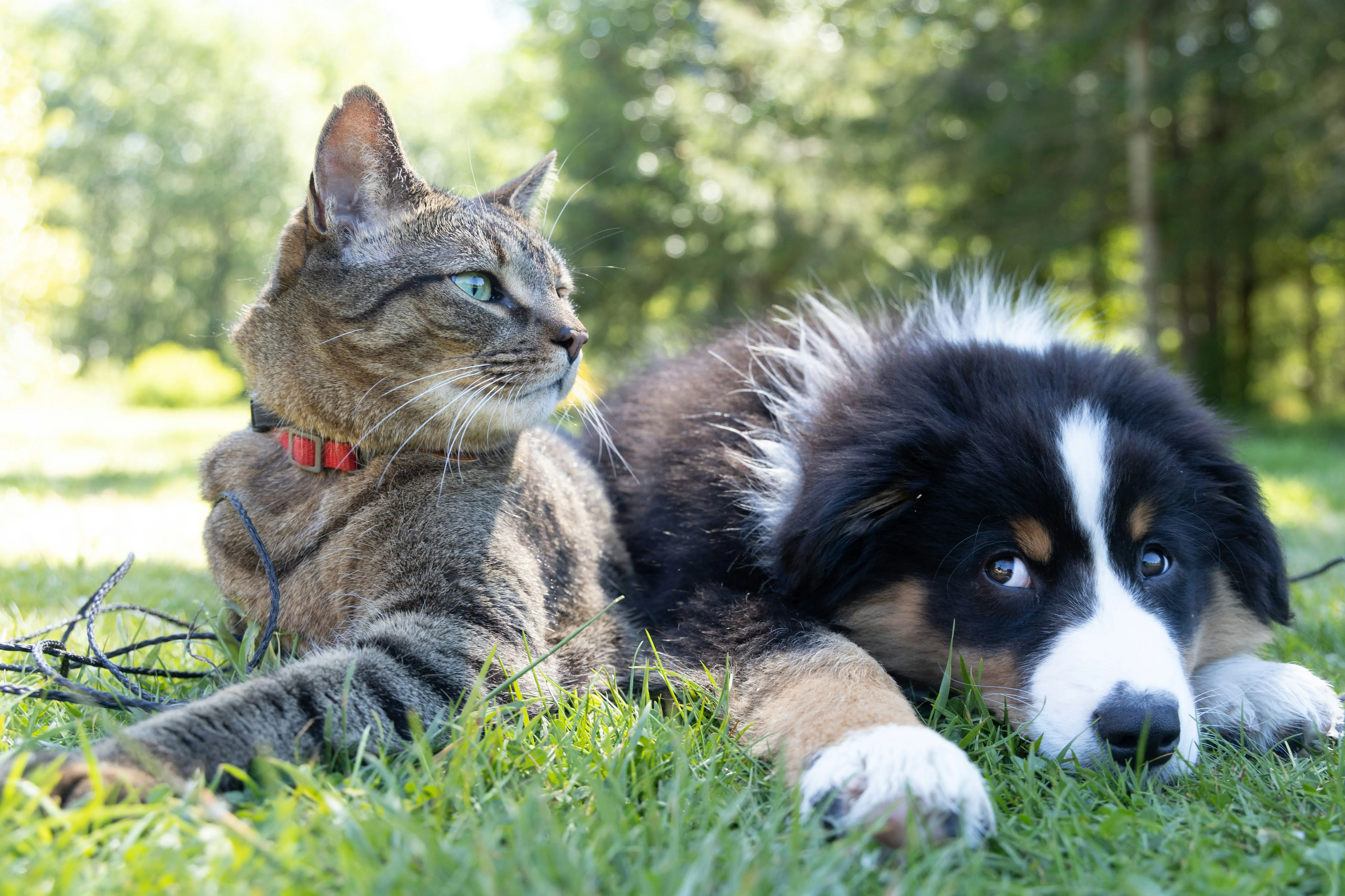 cachorro e gato