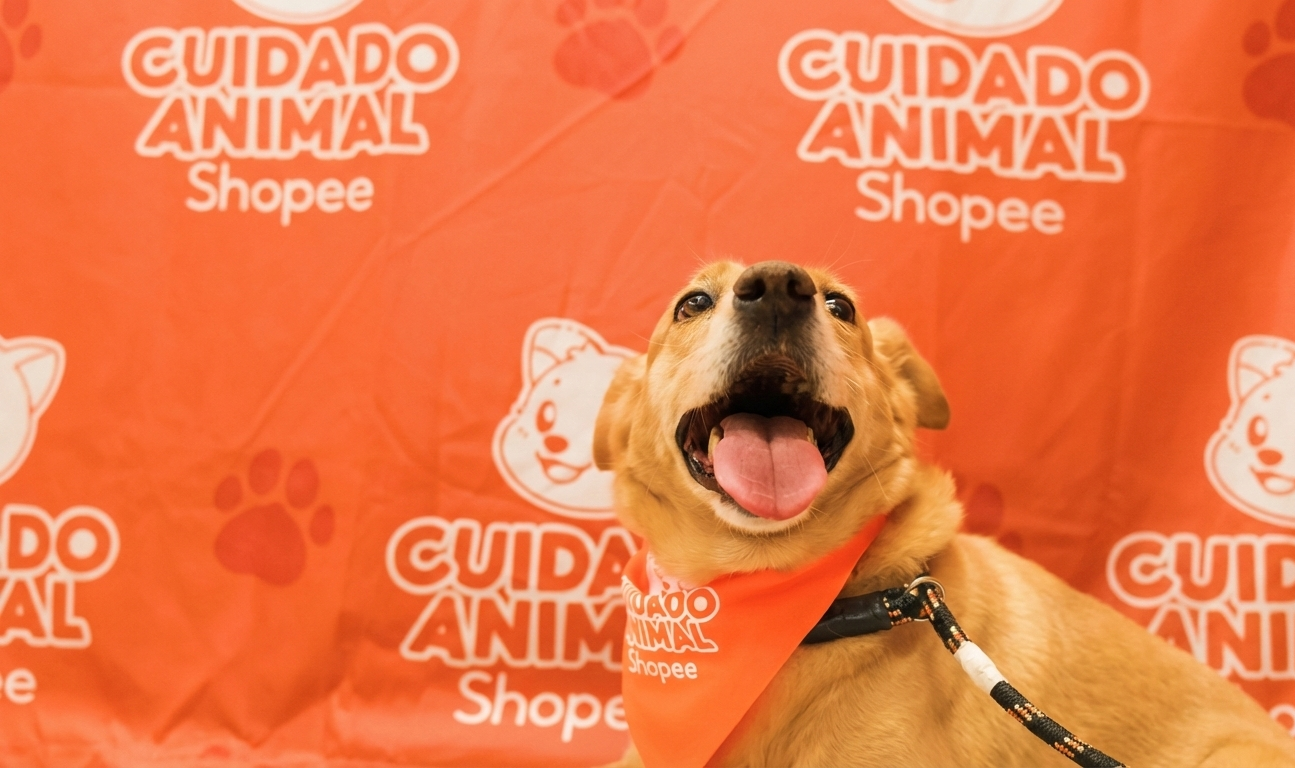 Shopee e Ampara Animal lançam projeto com consultas e castração grátis em SP